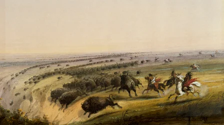Chasse au buffle