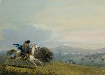 Le bison au galop des Pawnees