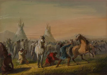 Chevaux attachés