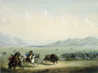 Bison en course