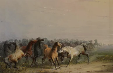 Chevaux sauvages