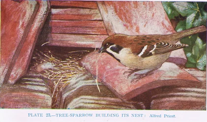 Moineau domestique construisant son nid, illustration de British Birds par Kirkman et Jourdain, 1966