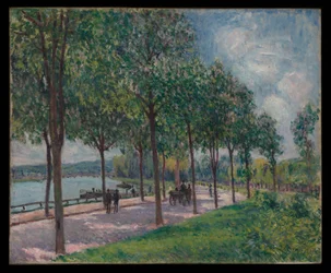Allée de châtaigniers