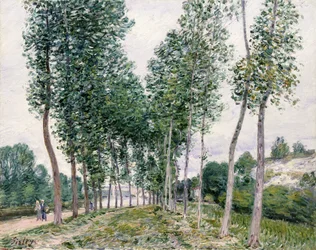 Allée de peupliers le long du Loing