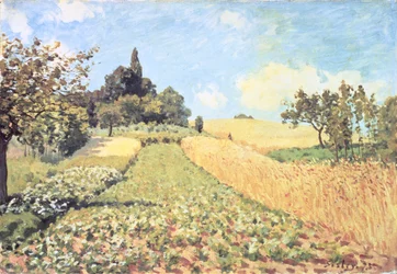 Champ de blé