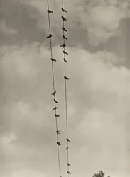 Les oiseaux
