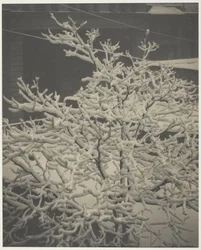 Depuis la fenêtre arrière "291" Arbre couvert de neige, arrière-cour