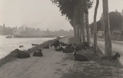 Chèvres aux environs de Paris