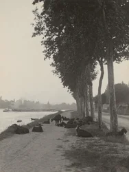 Chèvres aux environs de Paris