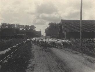 En route vers le pâturage