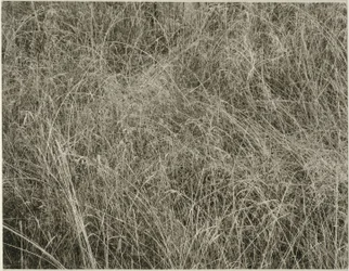 Herbe