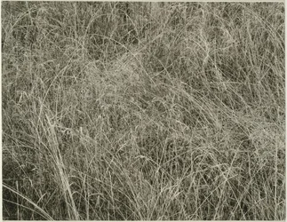 Herbe, 1933