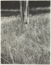 Herbe et mât de drapeau