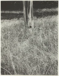 Herbe et mât