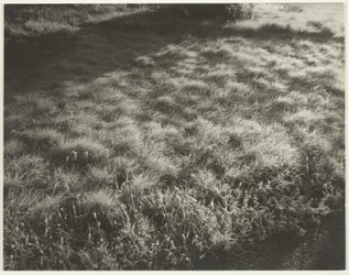 Herbe et givre