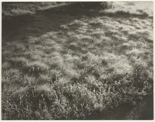 Herbe et Givre