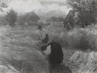 Récolte, Forêt-Noire