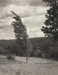 Poplar — Lac George