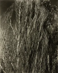 Peupliers—Lac George