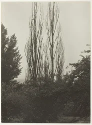 Peupliers - Lac George