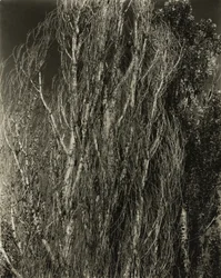 Peupliers - Lac George