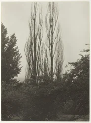 Peupliers - Lac George, 1935