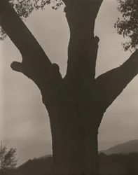 Le châtaignier mourant, 1919