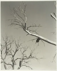 Le châtaignier mourant—Mon professeur, 1927
