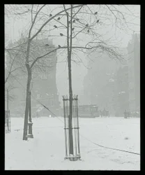 Arbre dans la neige, New York City