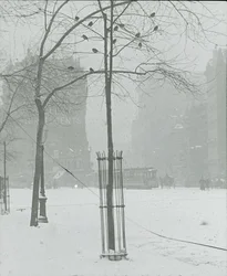Arbre dans la neige, New York City, 1900-02