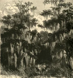 Magnolia Swamp