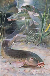 Poisson-chat électrique, bichir, poisson-coffre, illustration de 