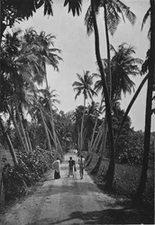 Un chemin à travers les rizières