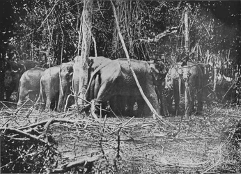Tentative de sauvetage de la vache attachée, vers 1890, 1910