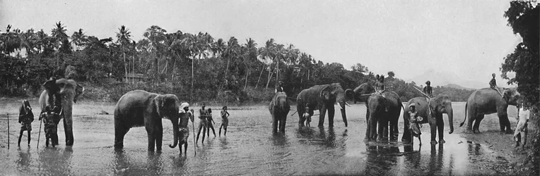 Kandy. Éléphants sacrés du temple se baignant, vers 1890, 1910