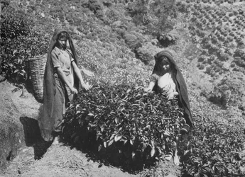 Cueilleurs sur une plantation de thé, Ceylan, vers 1890, 1910