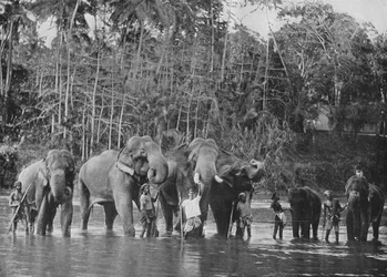 Éléphants sacrés se baignant dans le Mahaweli Ganga à Katugastota, vers 1890, 1910