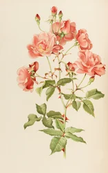 Illustration du genre rosa par Ellen Willmott