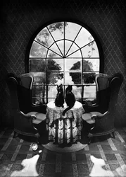 Mystérieux chats noirs
