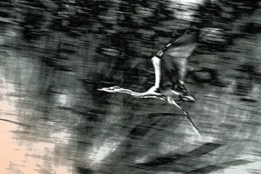 Vol de Terre Sainte, 2015 (photographie peinte à la main)