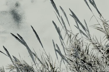 Harvest, 2017 (photographie peinte à la main)