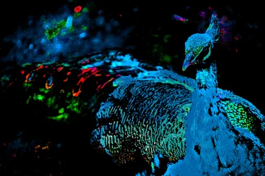 Le paon de la princesse, 2012