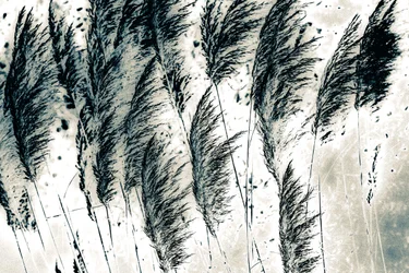 Vent d