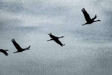 Wing on Wing, de la série Over Hula, 2016 (photographie)