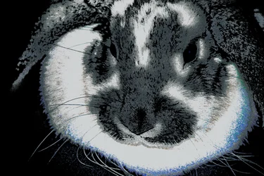 Année du lapin, 2022 (photographie repeinte)