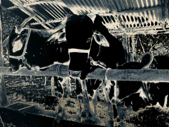 Homestead, 2020 (photographie peinte)