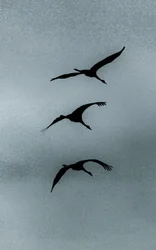 Triade, de la série Over Hula, 2016 (photographie)