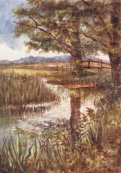 New Forest : L