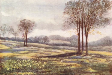 New Forest : Jonquilles sauvages à Minstead, mars (lithographie couleur)