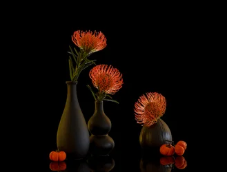 Nature morte automnale avec protéa